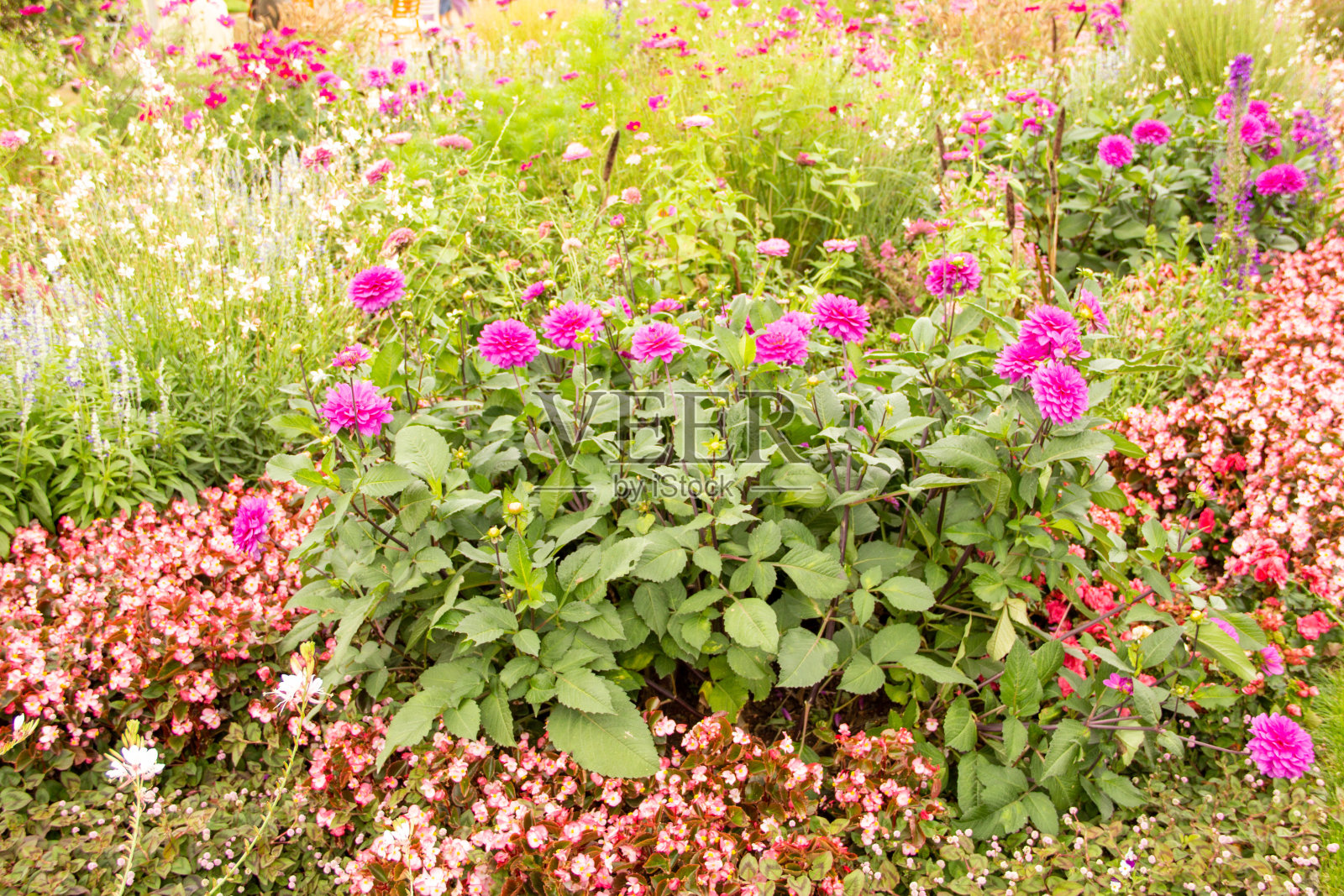 大丽花照片摄影图片