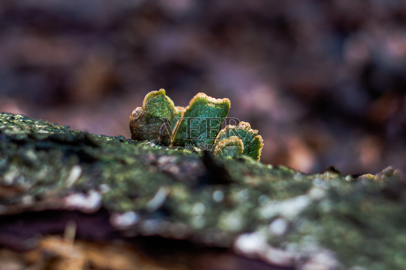 苔藓中的寄生真菌特写照片摄影图片