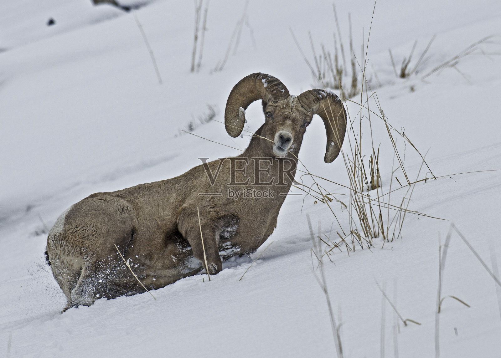 冬天的大角羊、加拿大绵羊、黄石国家公园;照片摄影图片