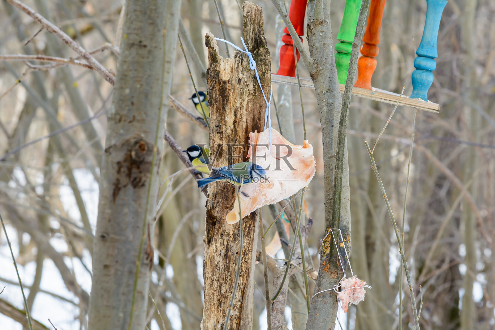 森林里的鸟冬天住在喂食器附近照片摄影图片