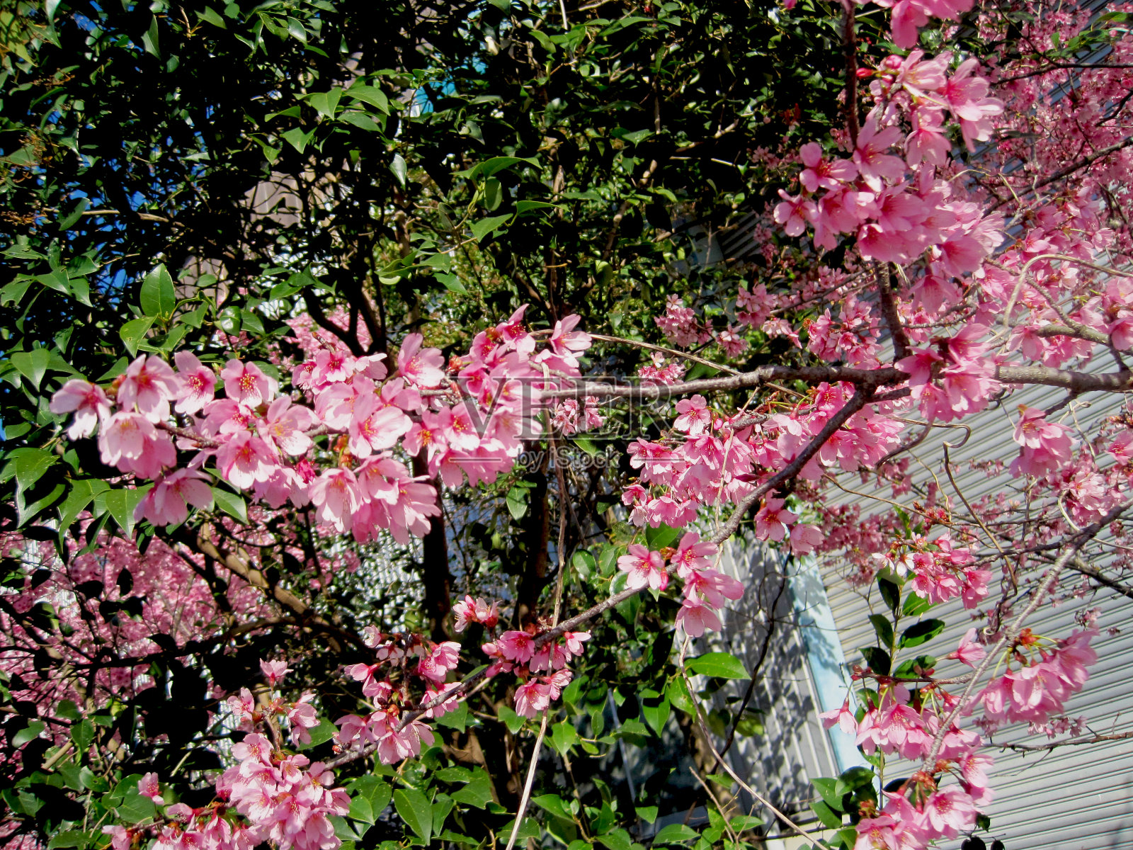 樱花照片摄影图片