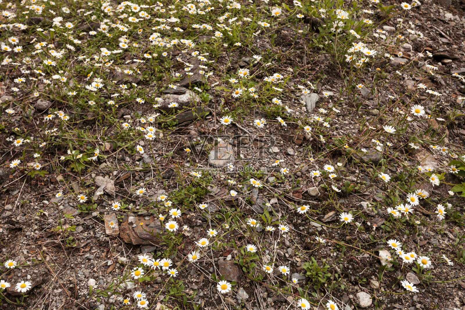 甘菊花产于挪威石岩山区。照片摄影图片
