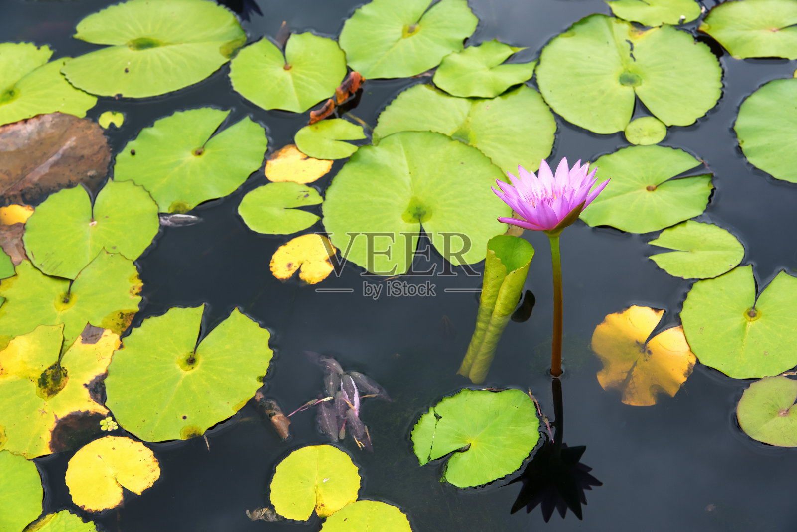 池塘里盛开着粉红色的荷花照片摄影图片