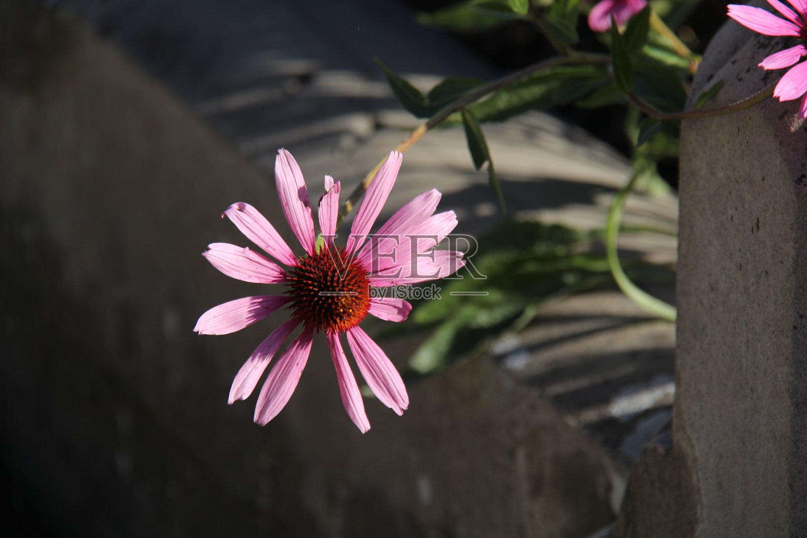 粉红色花,红球果照片摄影图片