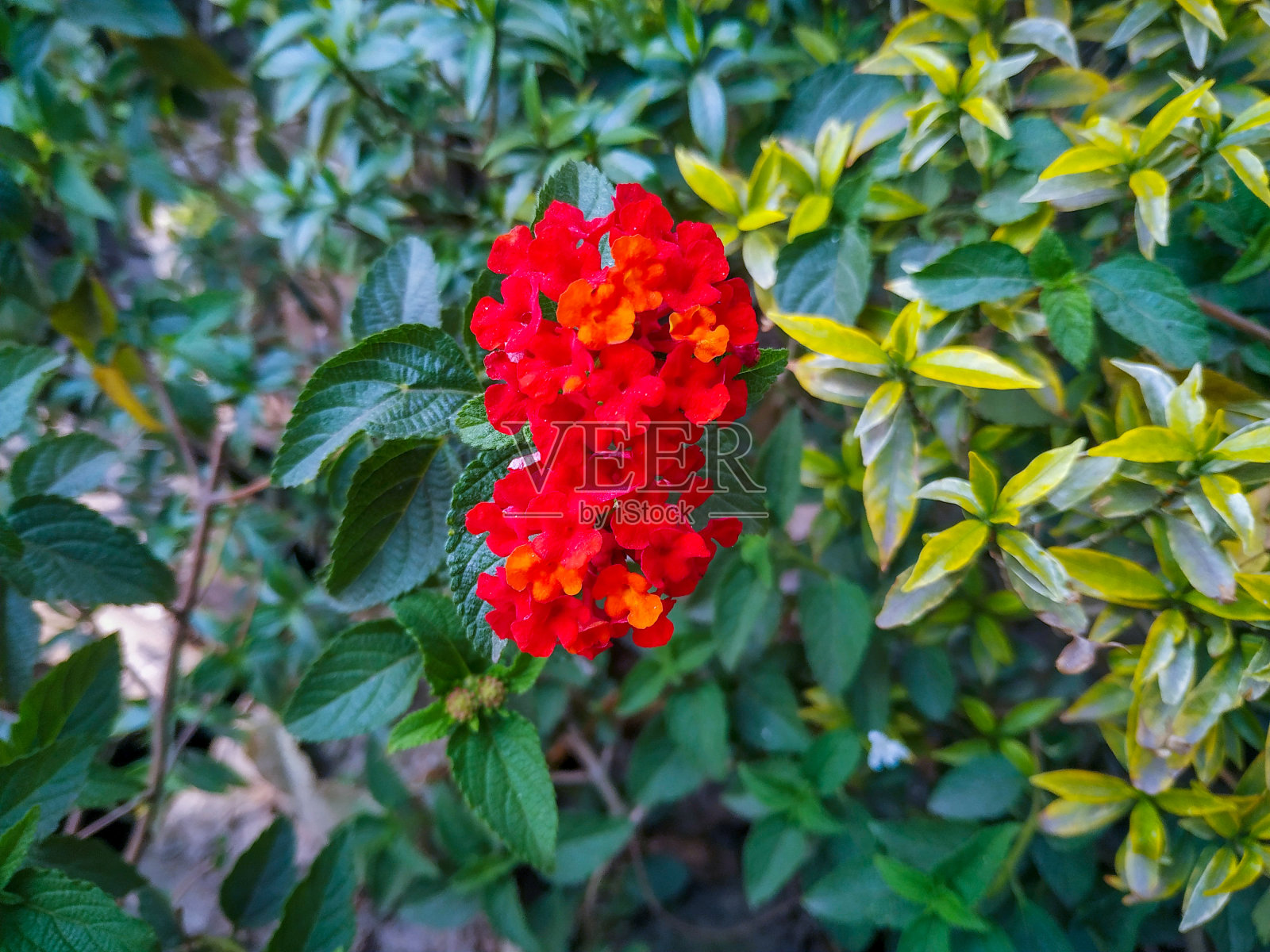 花园里有一束漂亮的红色和黄色的花照片摄影图片