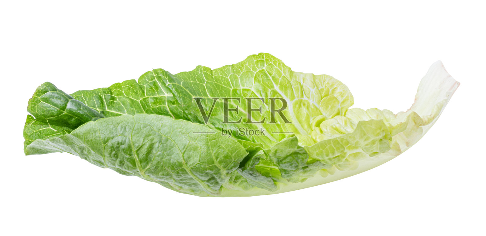 孤立在白色背景上的绿色莴苣卷心菜照片摄影图片