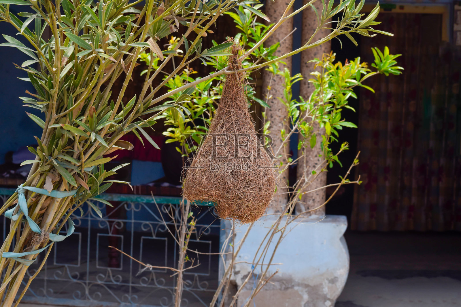 织布鸟在房子里筑巢照片摄影图片