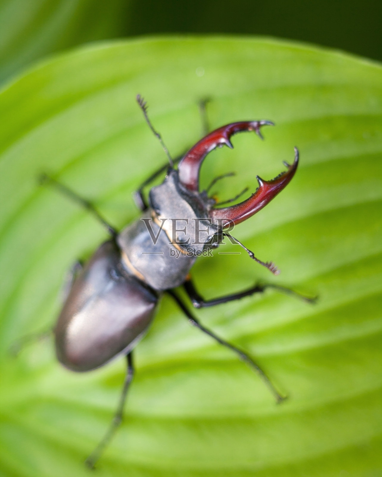 绿叶上的雄性锹形虫照片摄影图片
