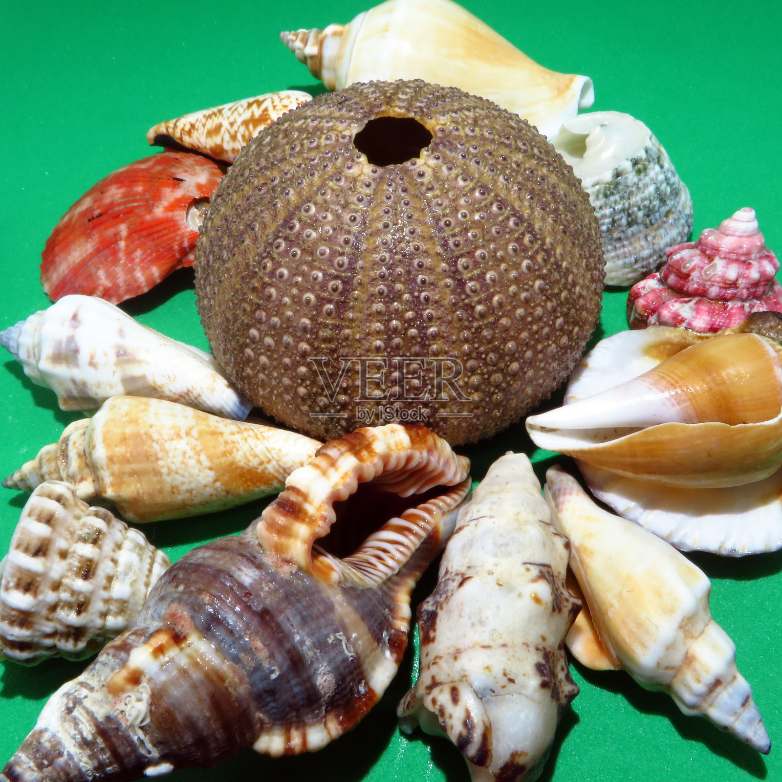 各种各样的贝壳照片摄影图片