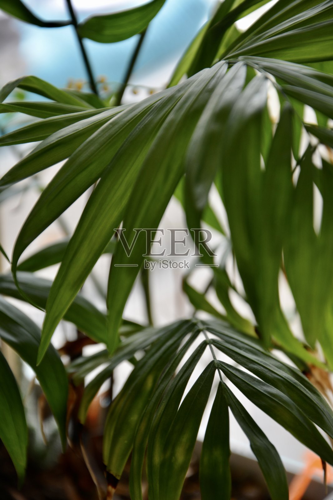 棕榈树照片摄影图片