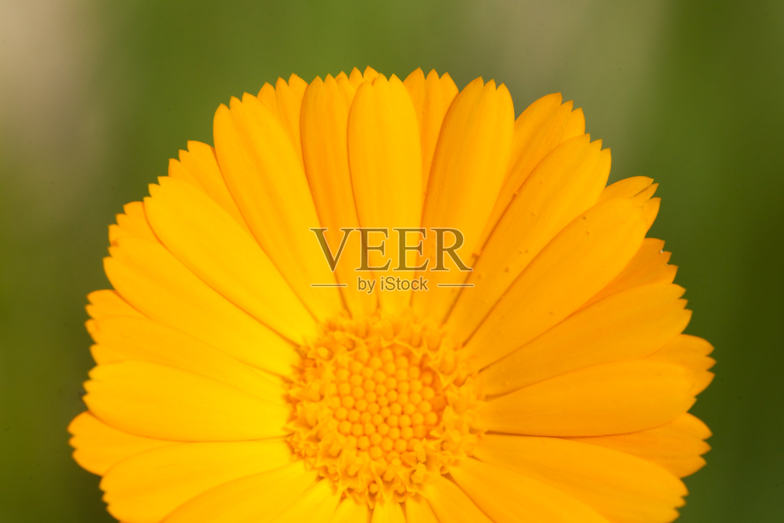 黄金盏花的特写照片摄影图片