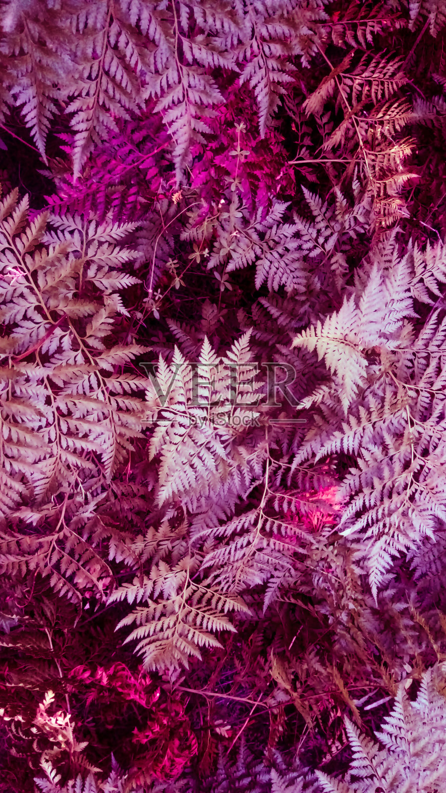 五颜六色的树叶背景照片摄影图片