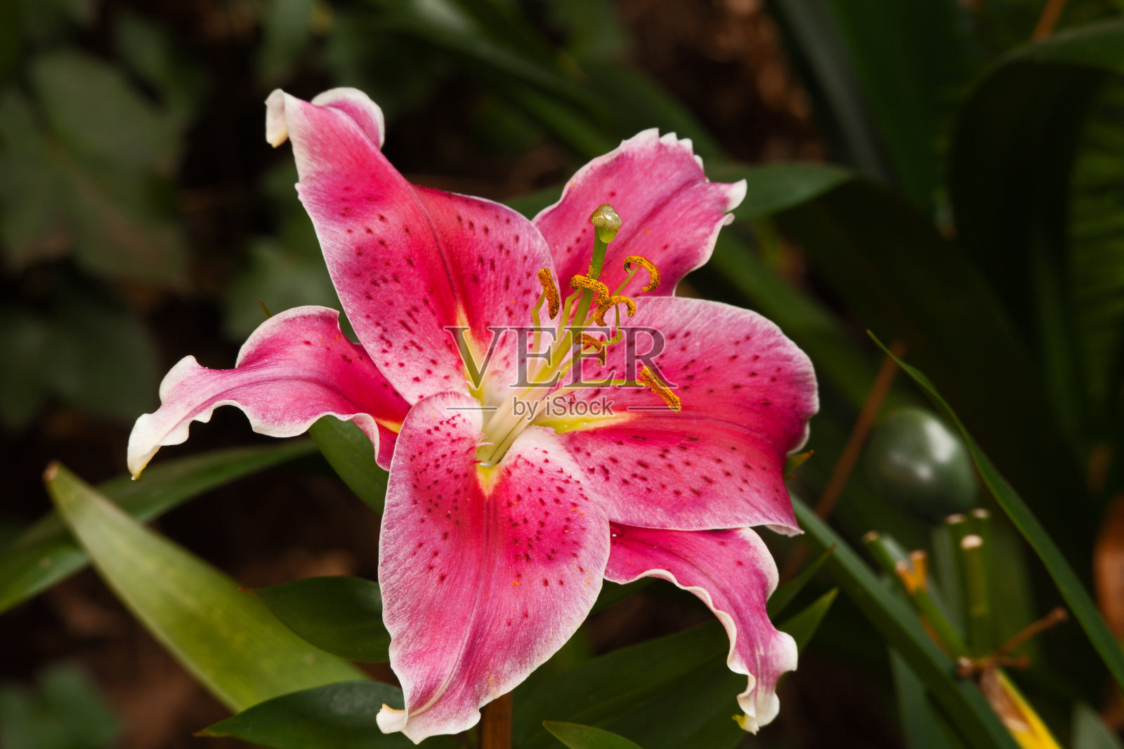 东方百合1照片摄影图片