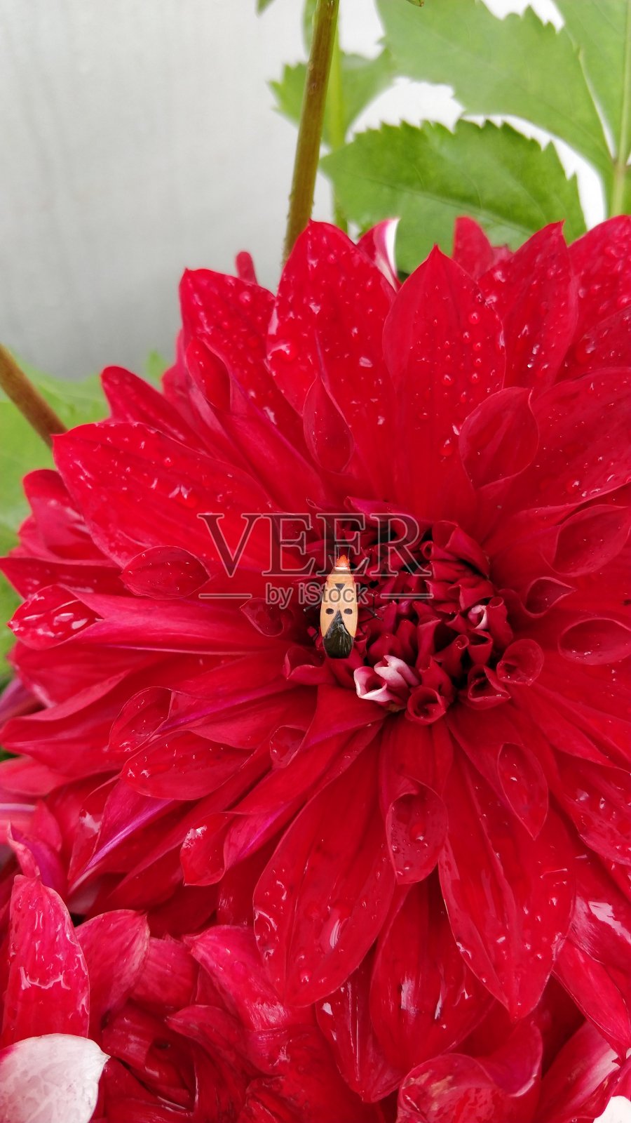 雨后马利筋虫坐在红色大丽花上。我花园里的花被雨水浸透了。照片摄影图片