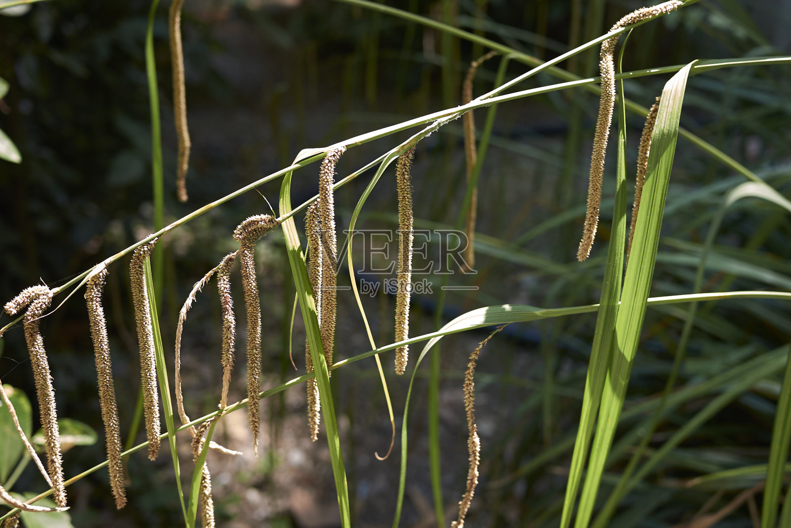 苔属植物蔓生组照片摄影图片