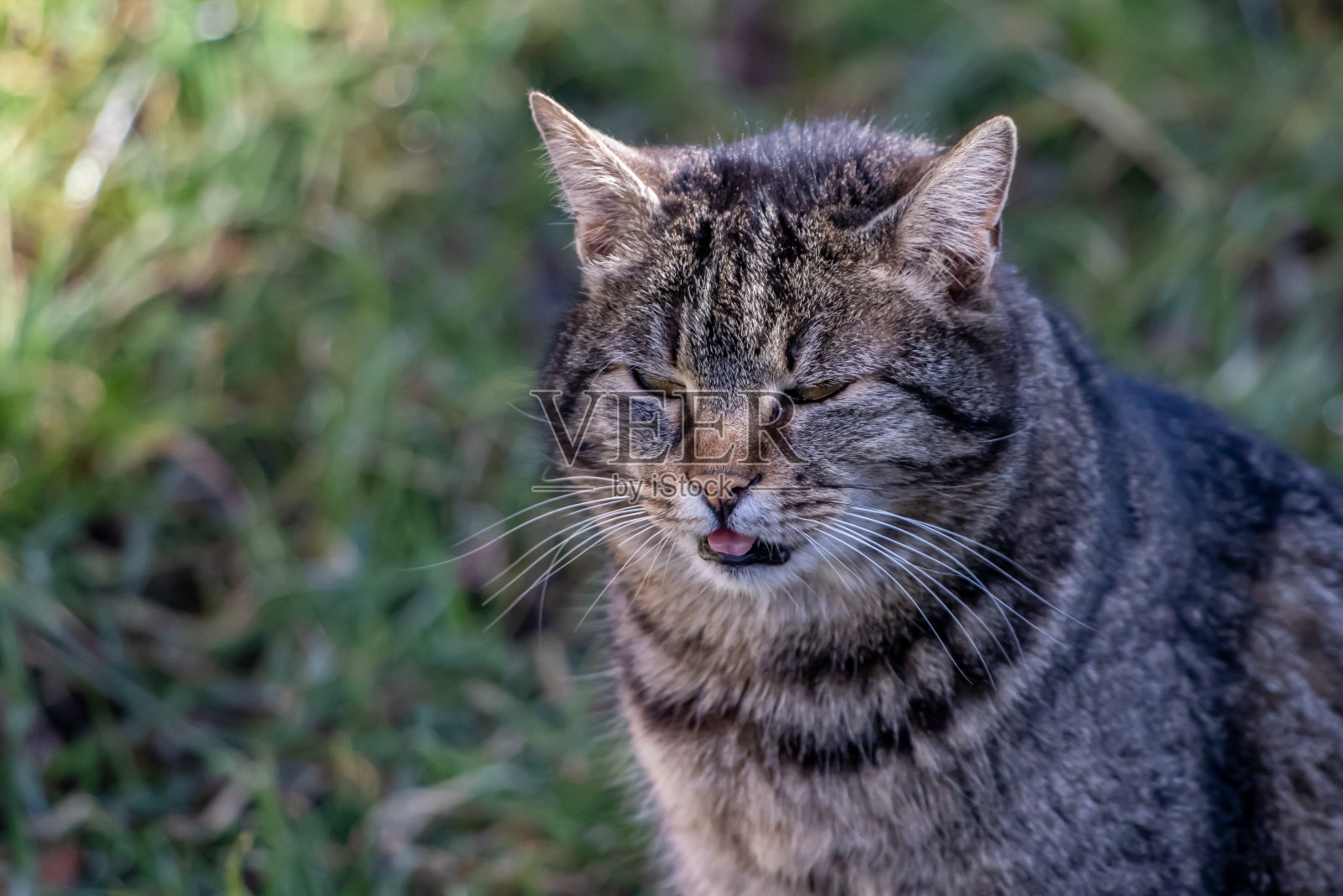 在院子里拍的家猫照片照片摄影图片