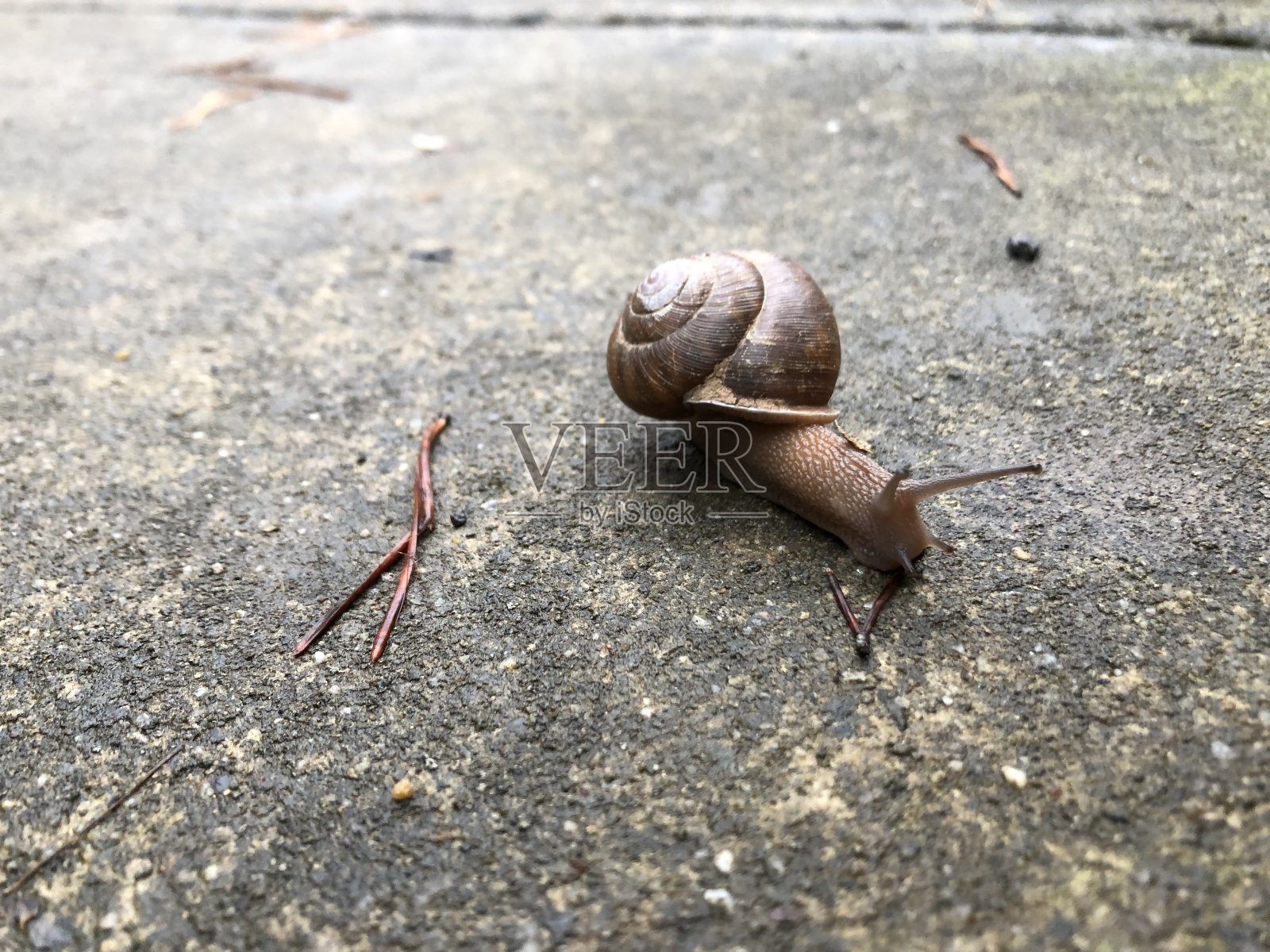 蜗牛在混凝土照片摄影图片