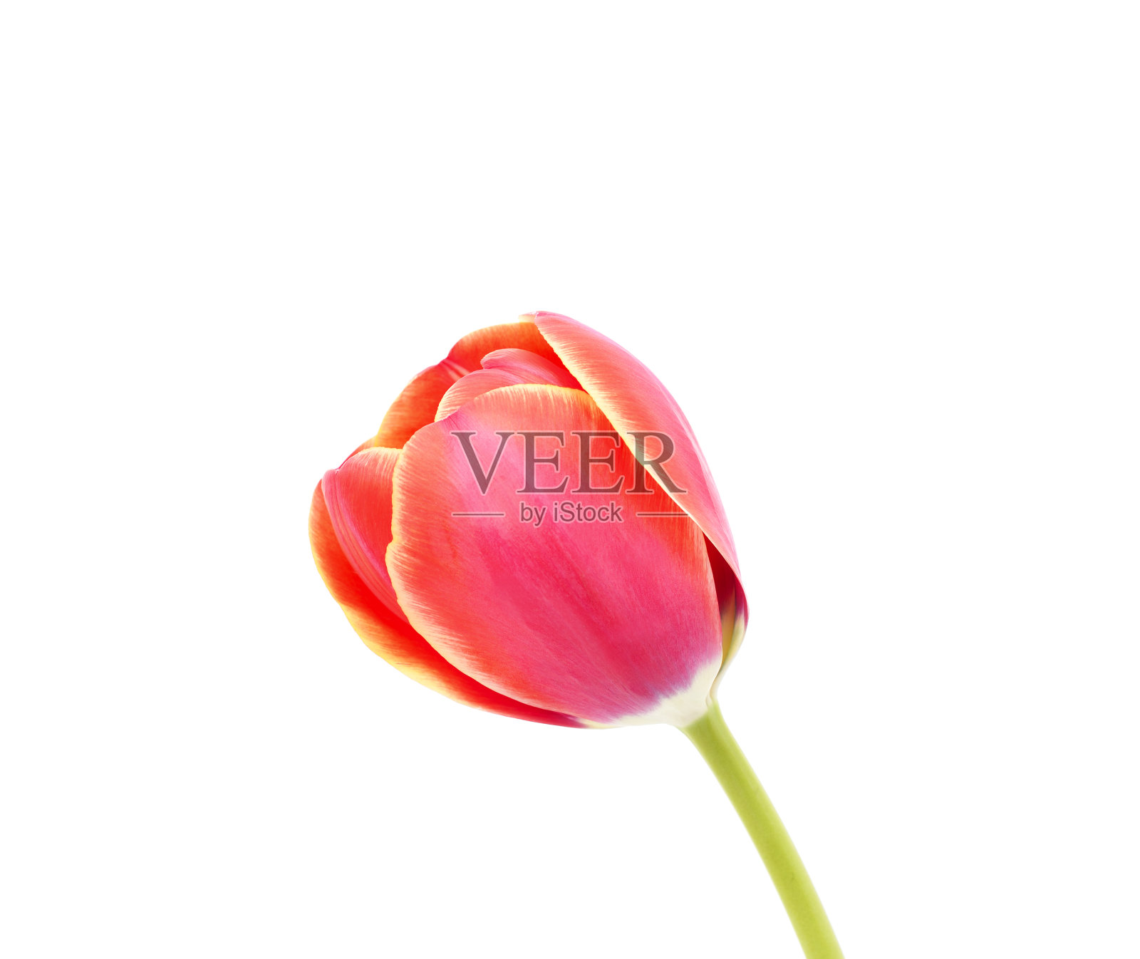 一个粉色的郁金香。照片摄影图片