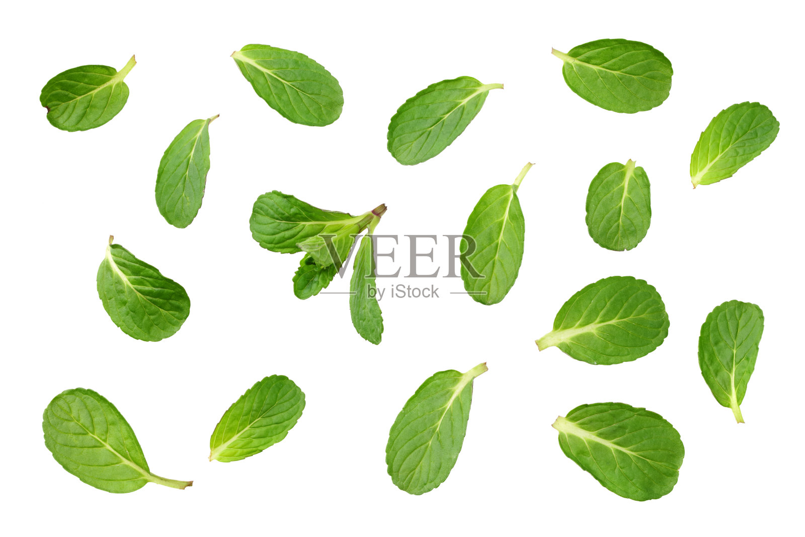 新鲜薄荷叶孤立在白色背景。俯视图照片摄影图片