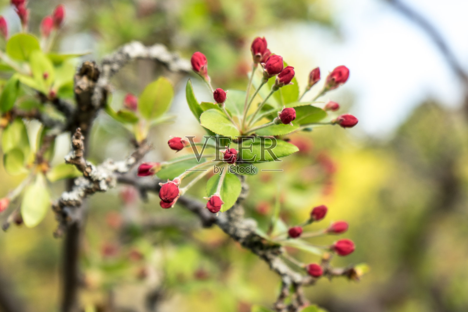 小红花的蓓蕾长在树枝上照片摄影图片