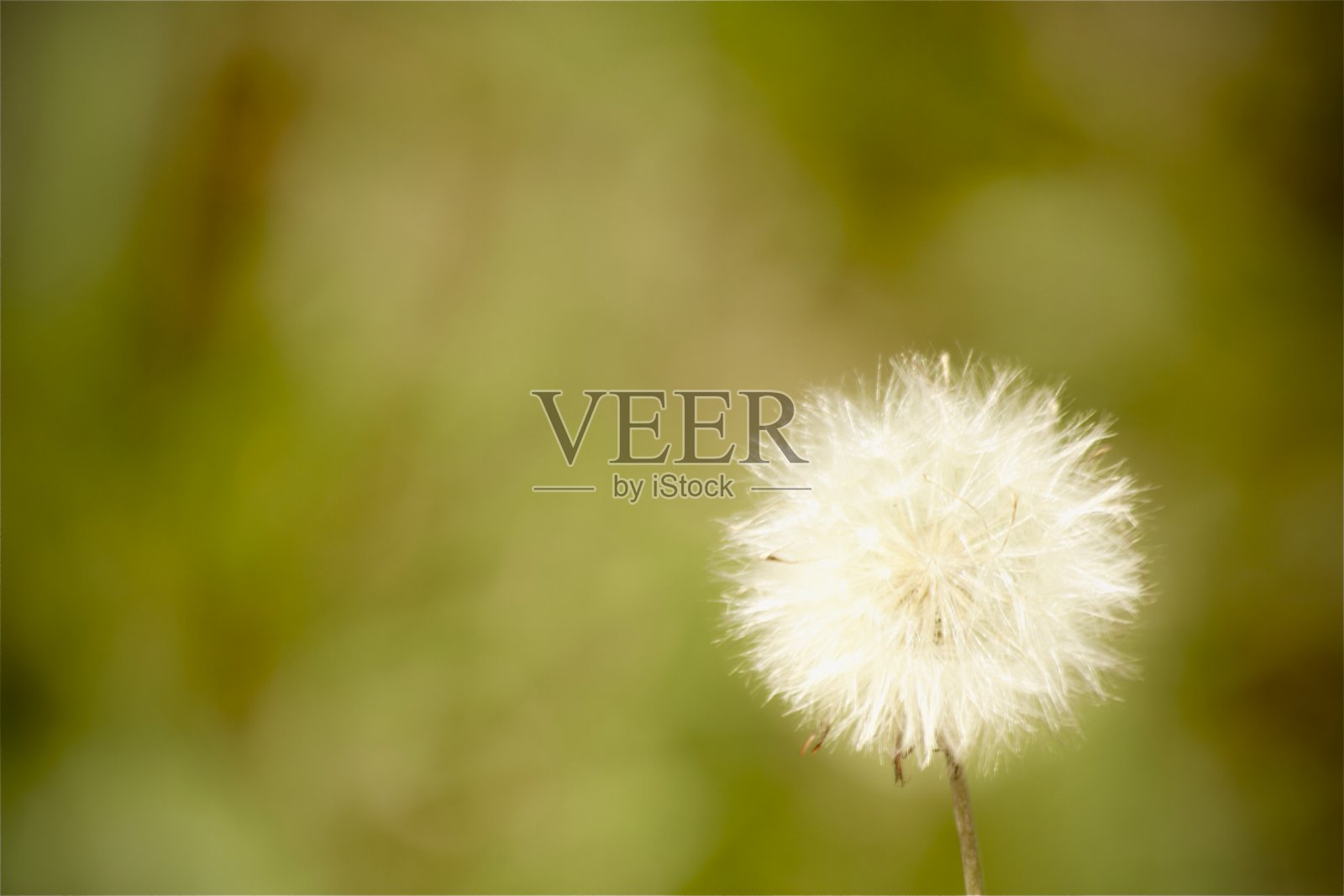 精致的自然照片摄影图片