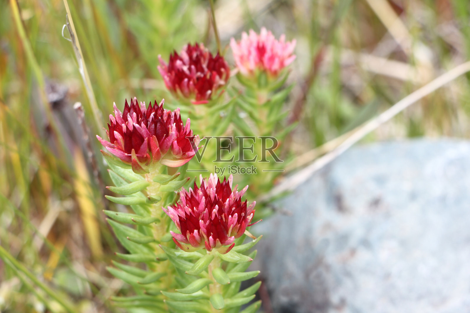 阿尔泰山之花。红景天algida照片摄影图片