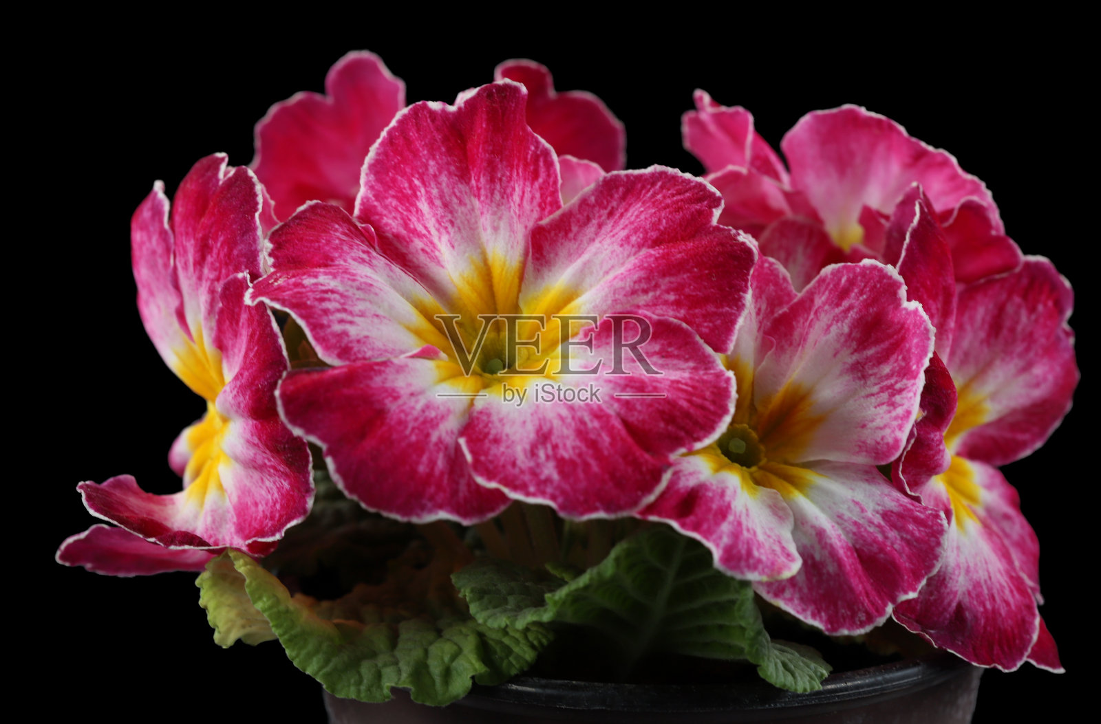 红色的花在花园里照片摄影图片