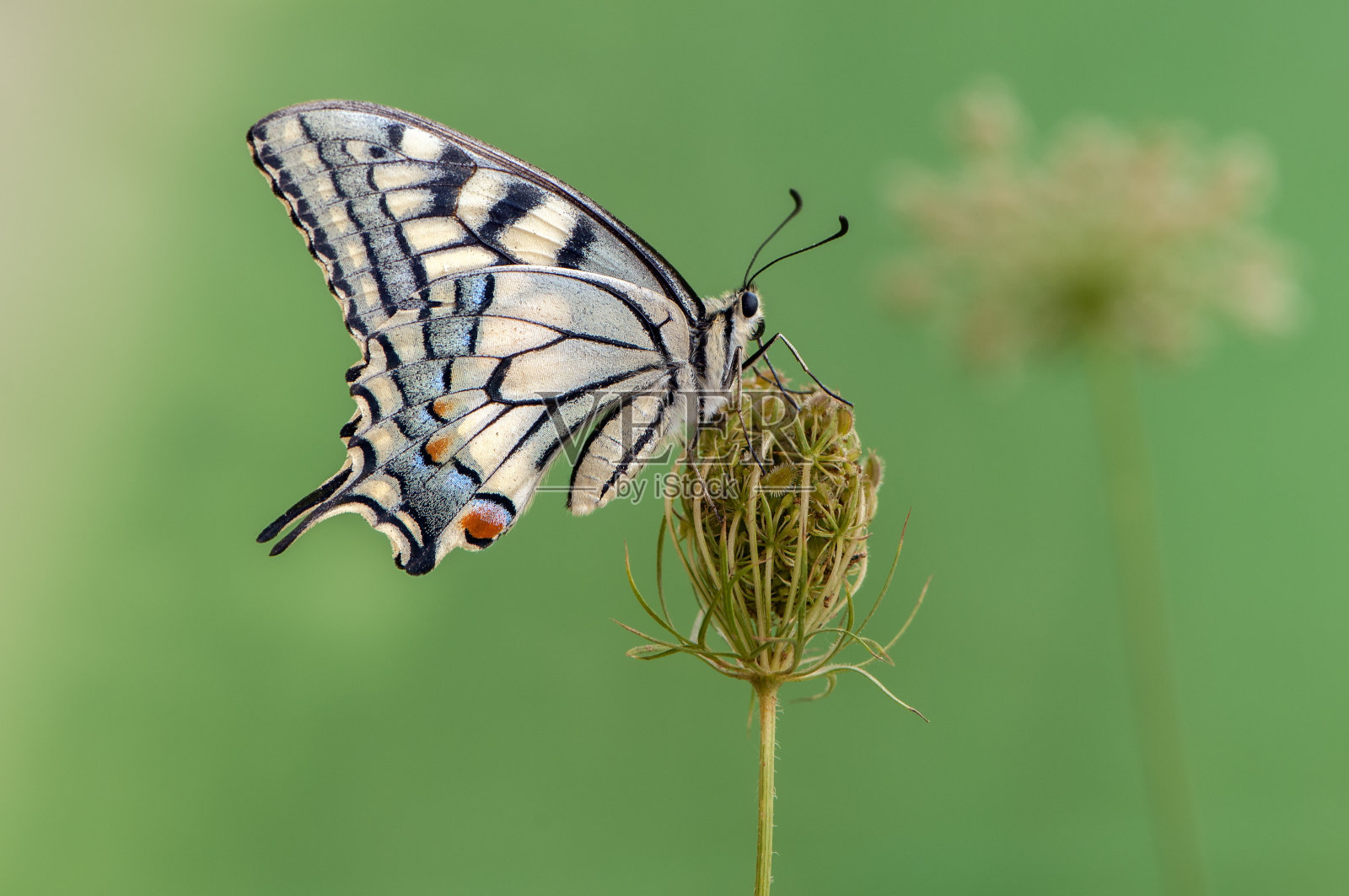 美妙的蝴蝶蝶在夏日的草丛中晒太阳照片摄影图片