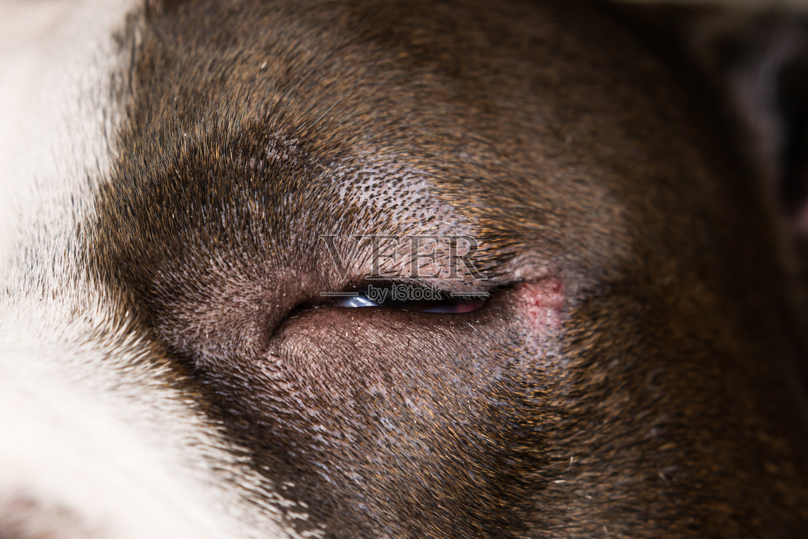 特写照片的狗与内翻照片摄影图片