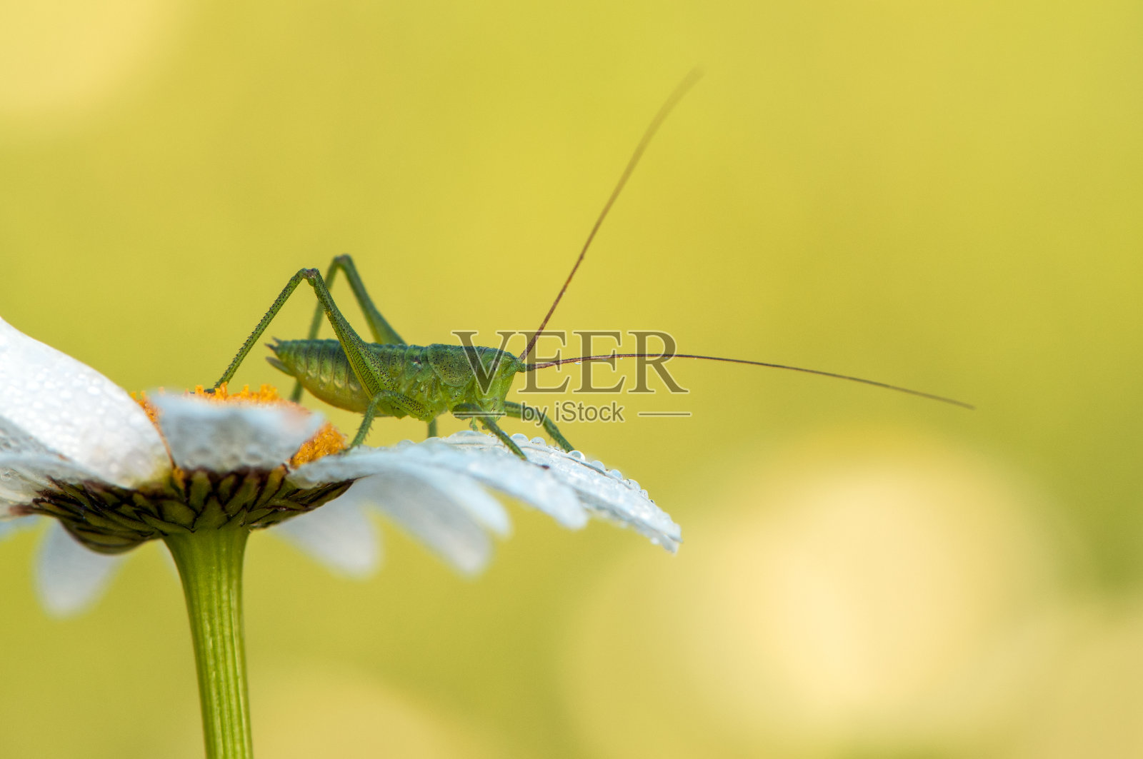 清晨,一只绿色的蚱蜢坐在雏菊上发热照片摄影图片