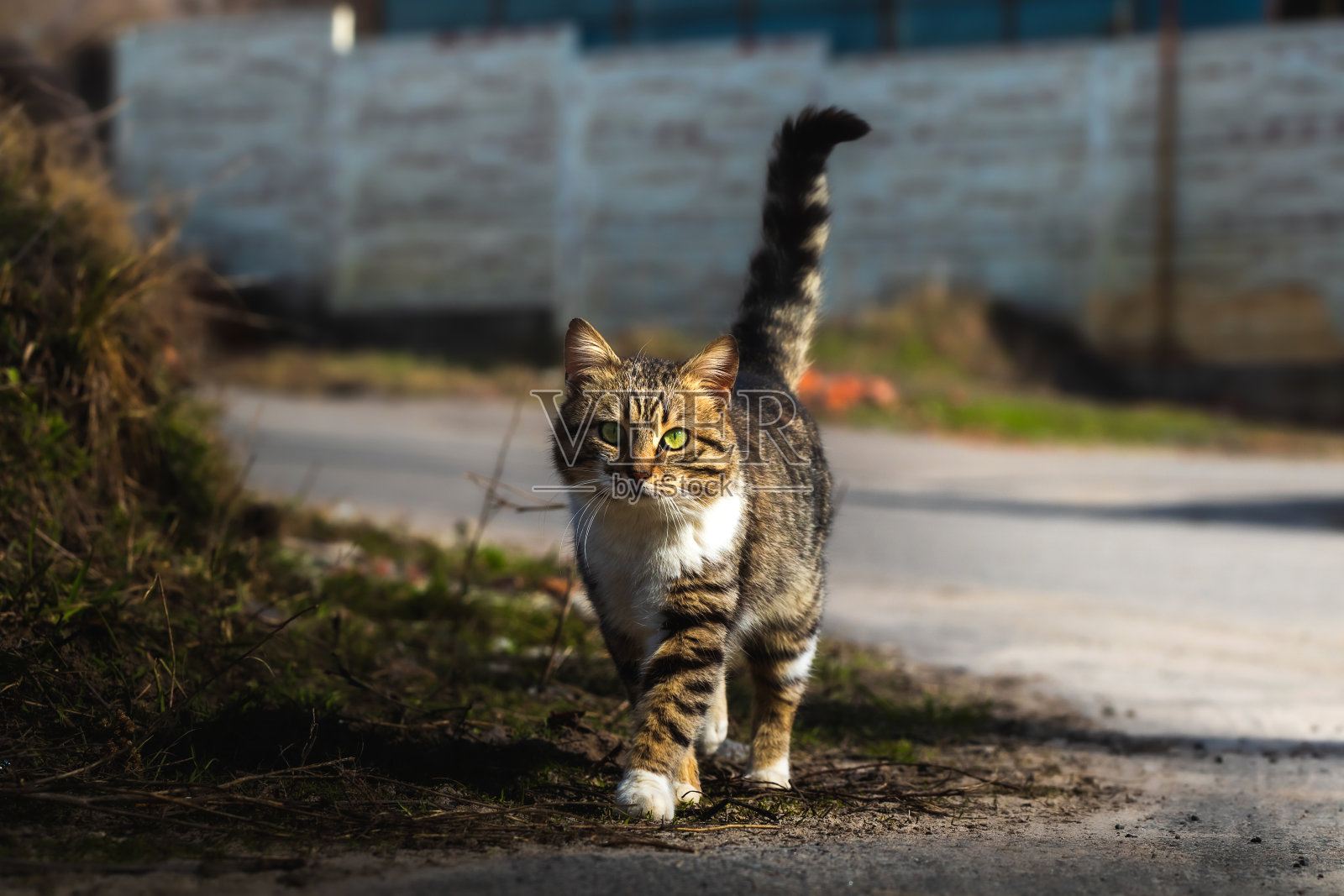 翘尾村虎斑猫,流浪动物照片摄影图片
