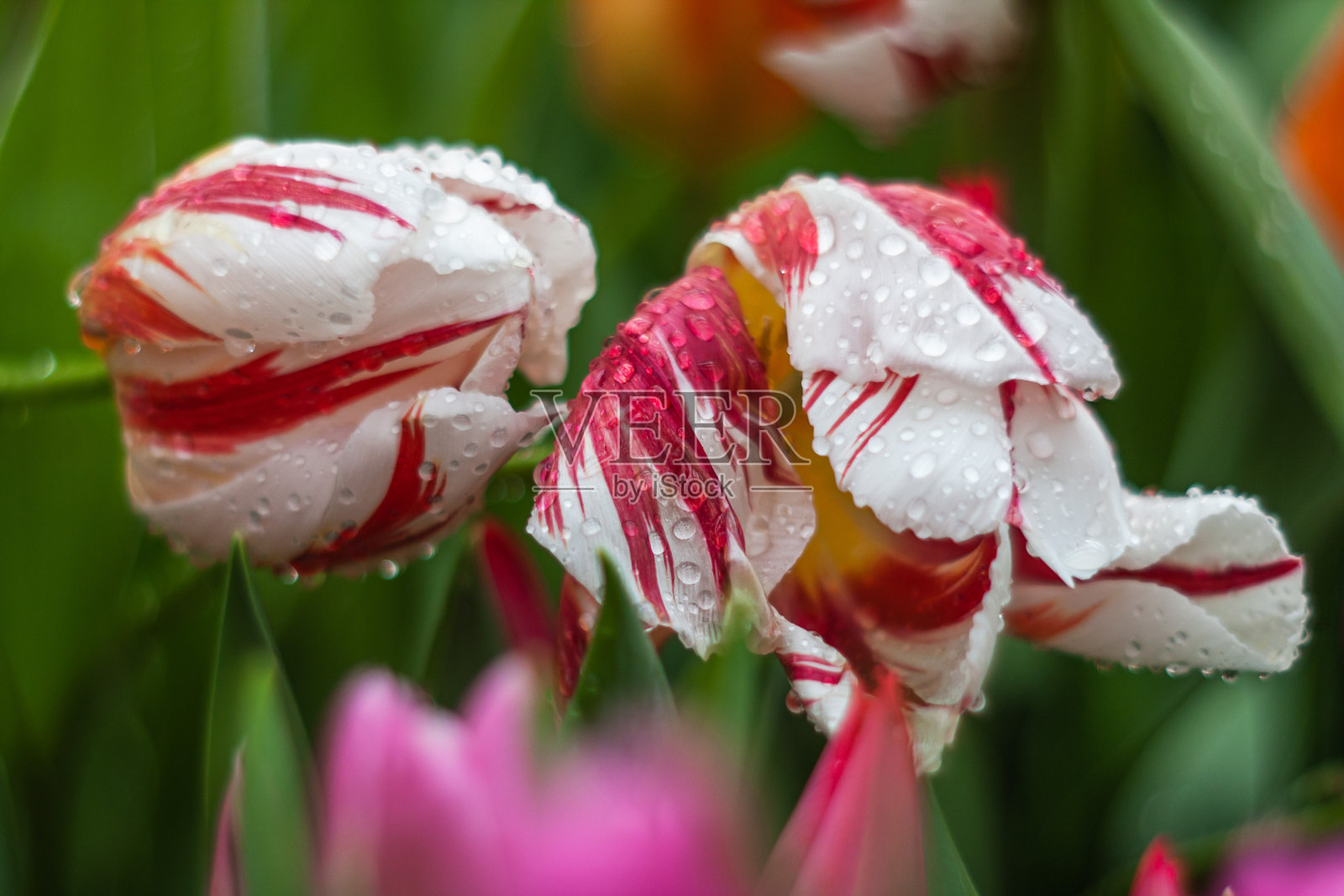 近距离观察植物园中的郁金香照片摄影图片
