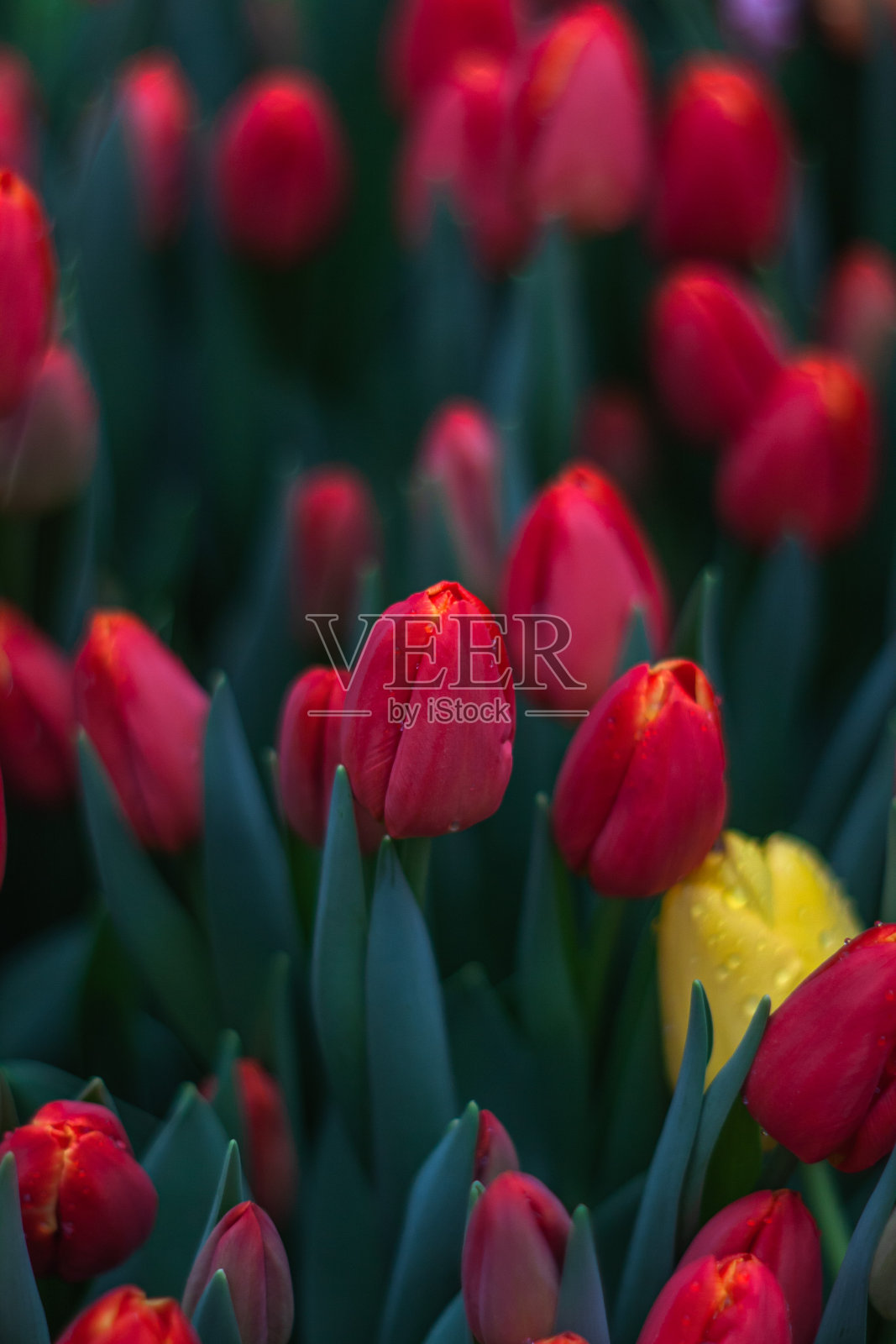 近距离观察植物园中的郁金香照片摄影图片