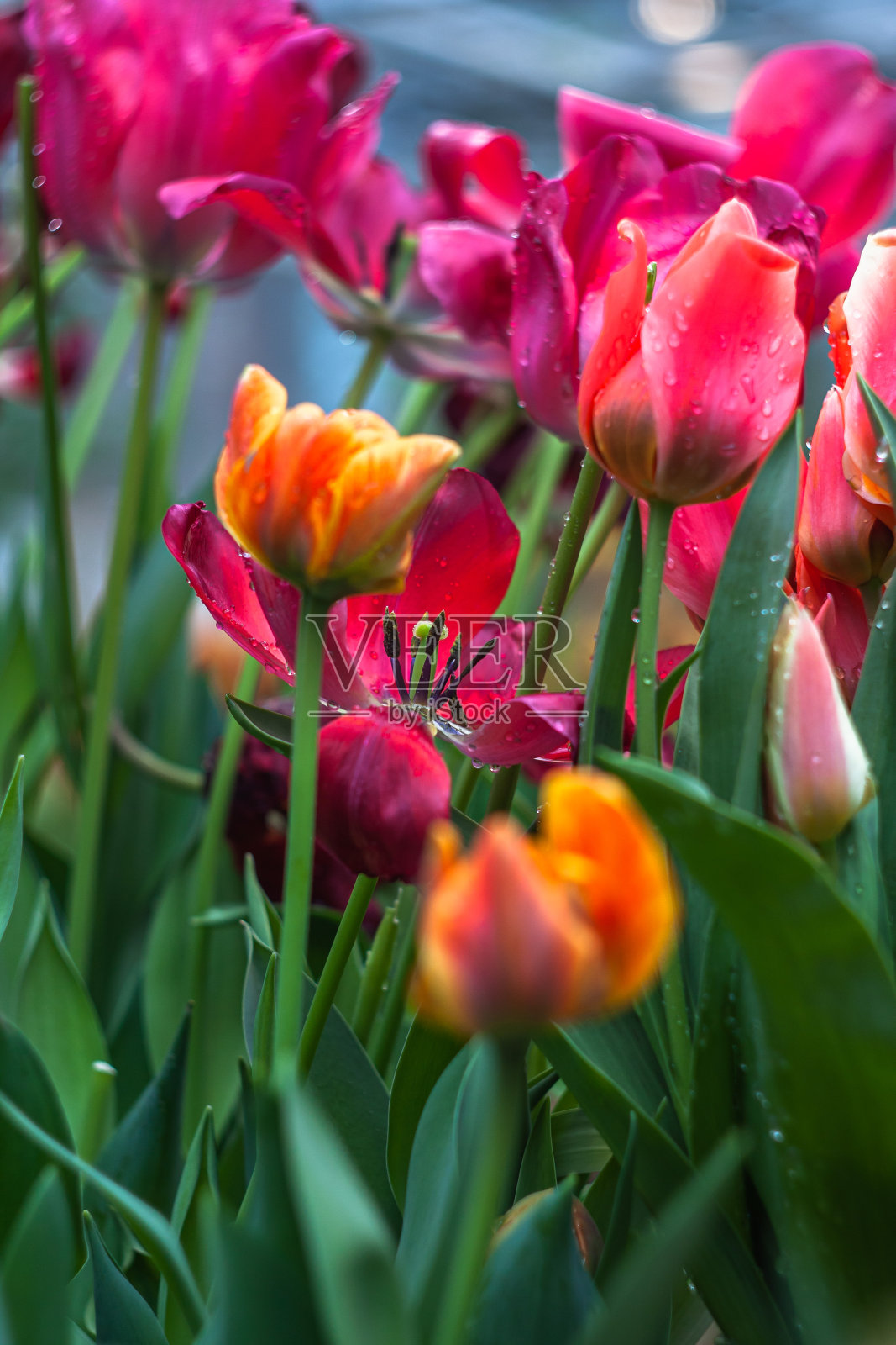 近距离观察植物园中的郁金香照片摄影图片