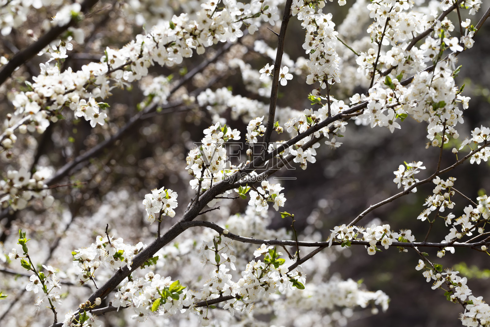 春天的花朵拉近了大自然的背景。照片摄影图片