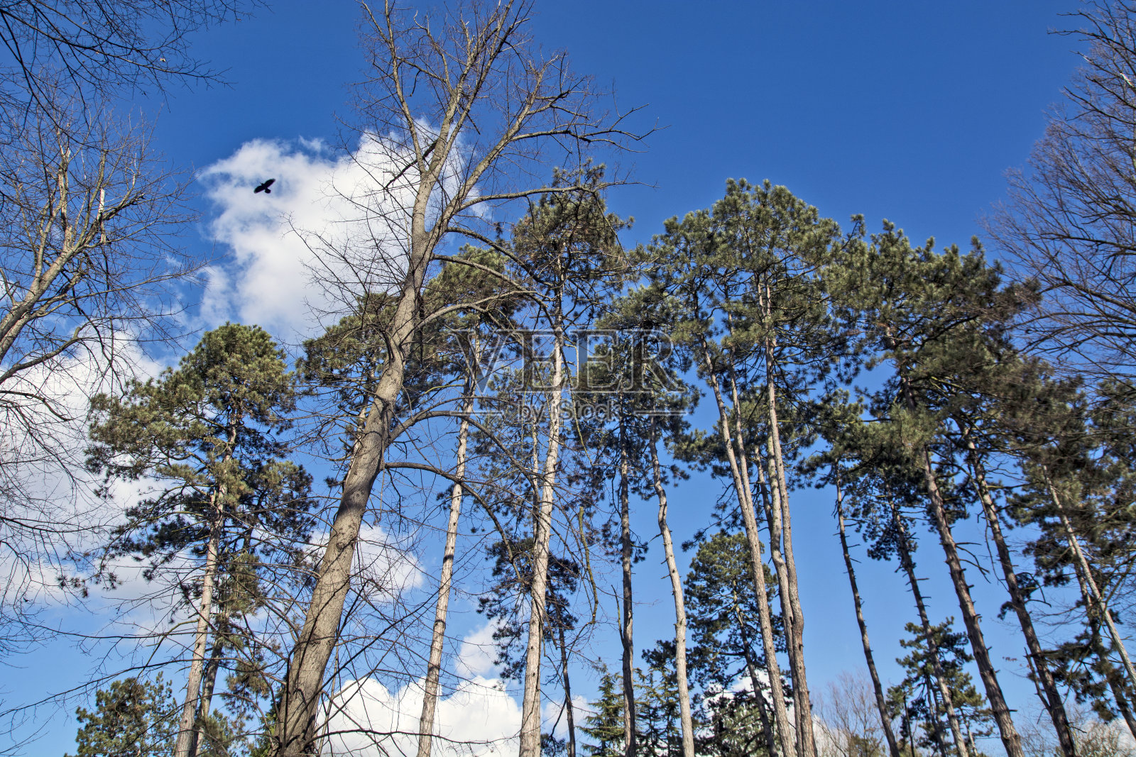 树,鸟和天空照片摄影图片