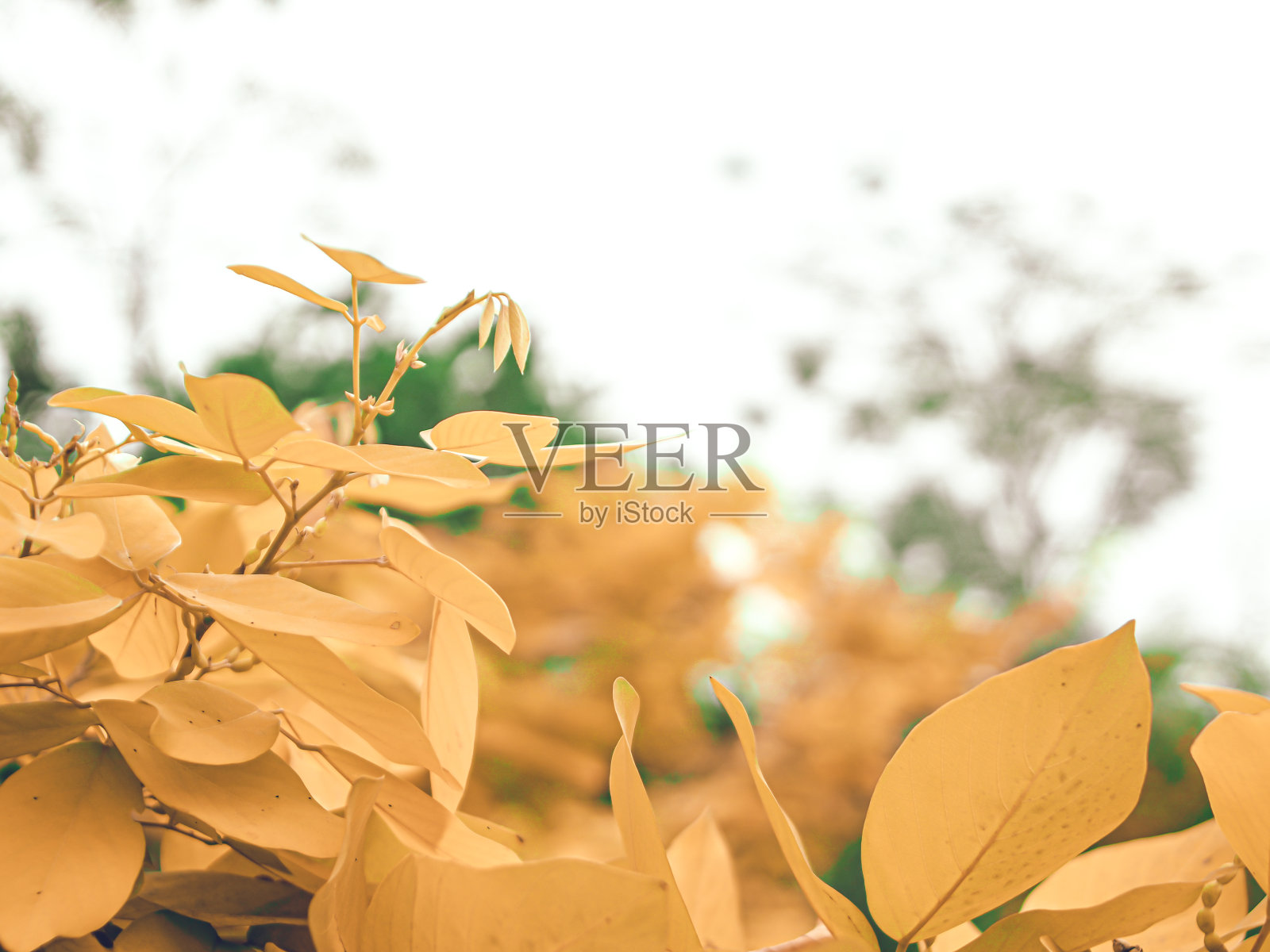 橙色的落叶在秋天的时候落在植物或树的边缘。抽象的自然概念。照片摄影图片