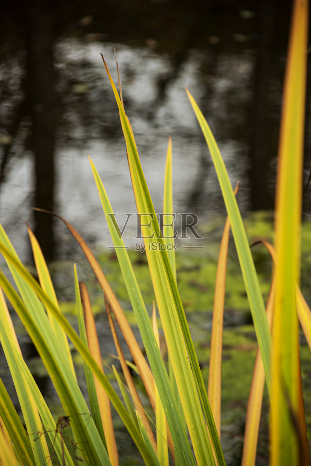 里德照片摄影图片