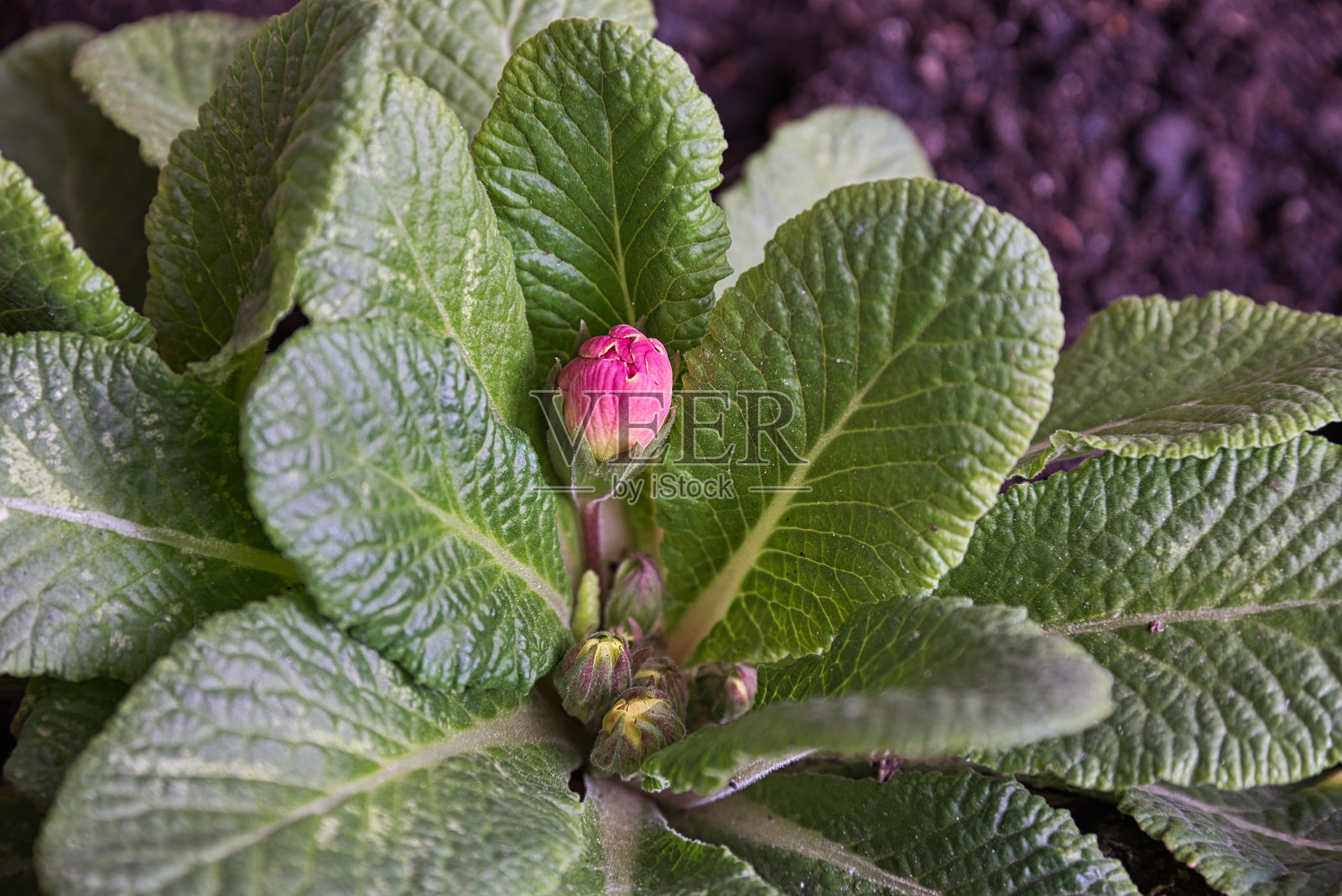 17、春园紫花绿叶,宏像一朵春花照片摄影图片