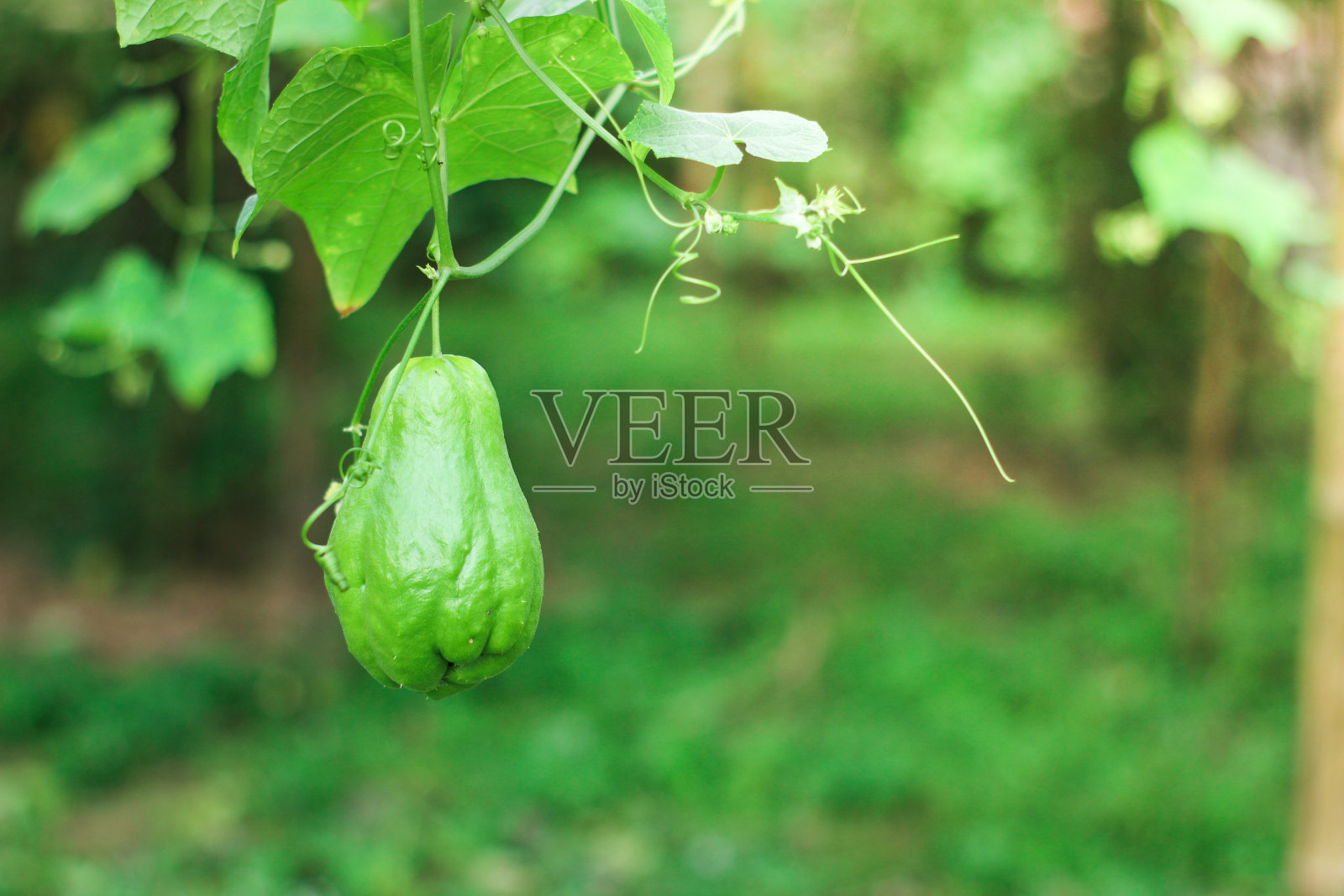 新鲜的佛手南瓜被叶子包围照片摄影图片