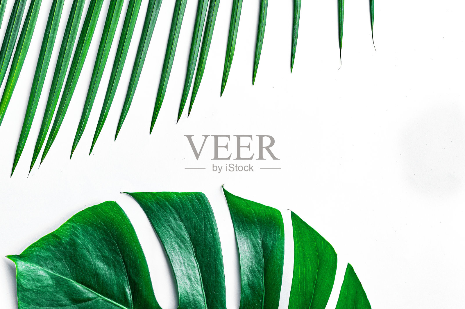 绿叶在白色的背景上照片摄影图片