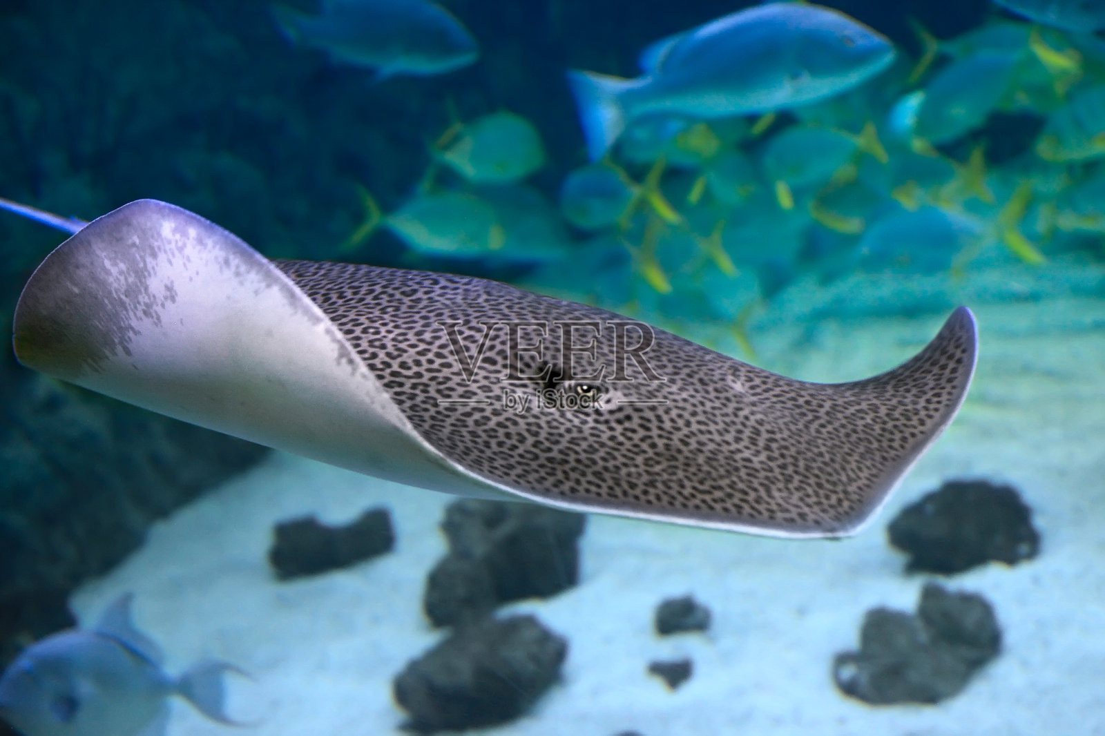 美洲豹照片摄影图片