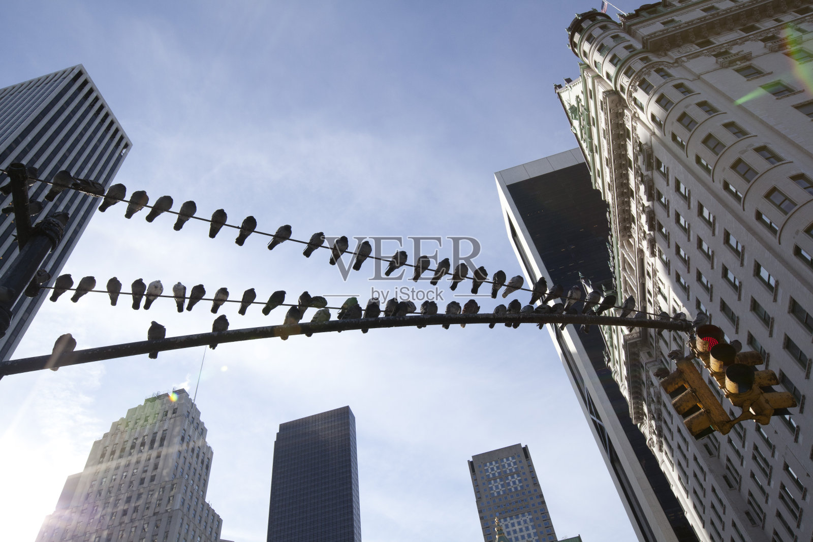 鸽子在极照片摄影图片