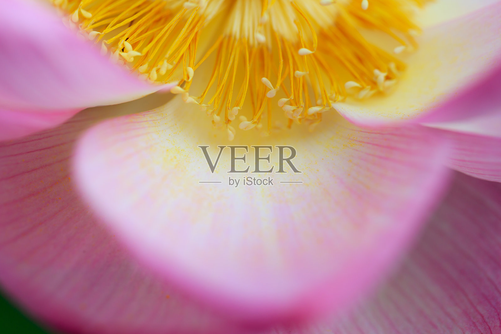 荷花盛开在夏日的池塘里,以绿叶为背景照片摄影图片