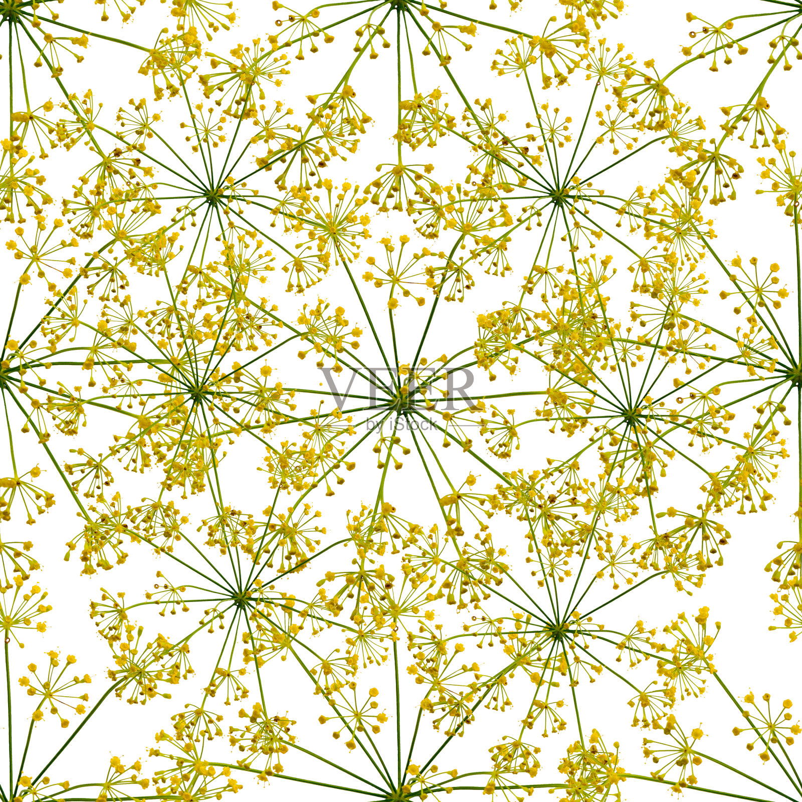 无缝图案与莳萝花。照片摄影图片