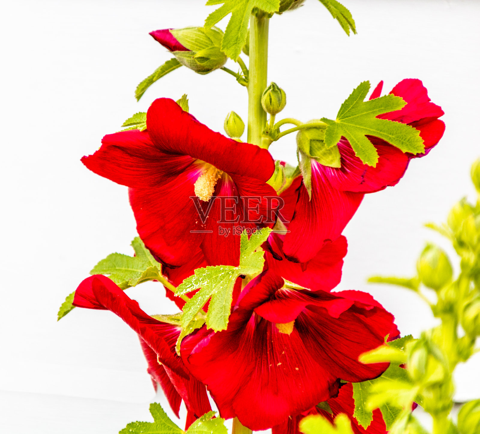 美丽多彩的花园花朵。拉努伊,奥克兰,新西兰照片摄影图片