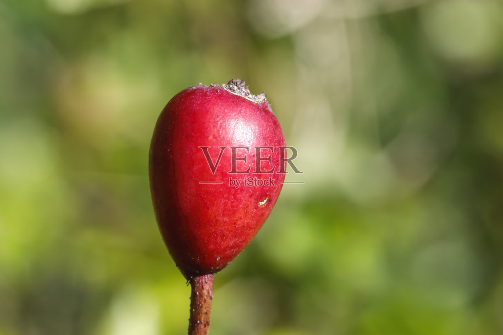 红色玫瑰果孤立焦点软背景照片摄影图片