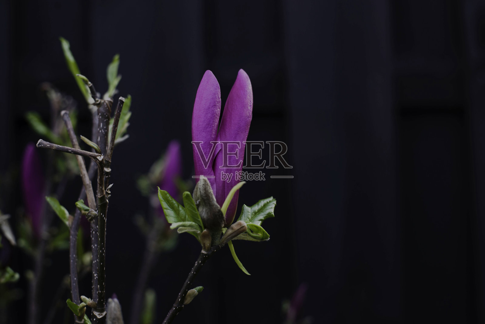 紫色的花照片摄影图片