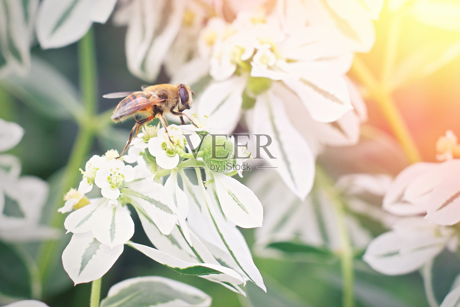 小蜜蜂坐在一朵白花上照片摄影图片