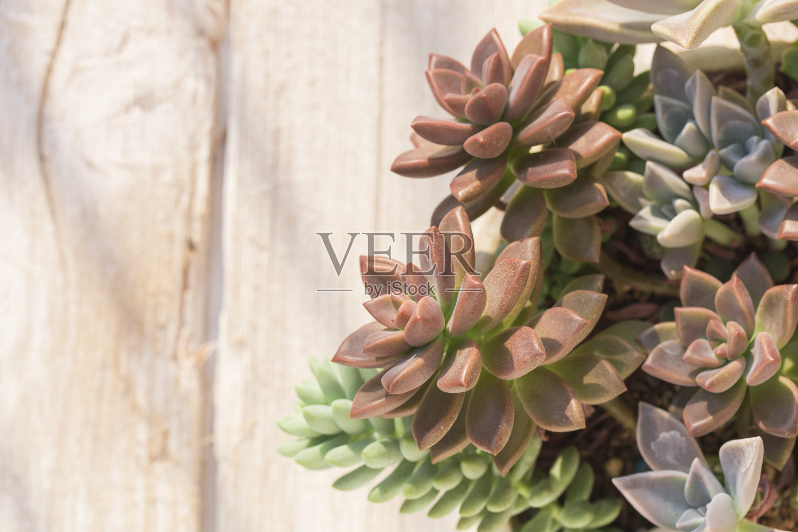 收集仙人掌和多肉植物照片摄影图片